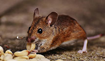 historical-building-pest-preservation-and-protection Experts in Firm Zip